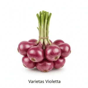 1-Violetta
