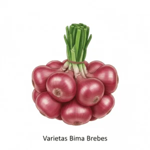 4-Bima Brebes