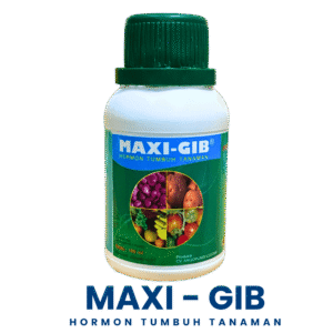 Maxi-GIB