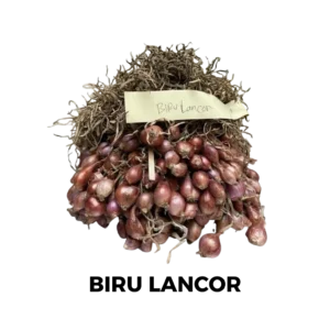 Variates Biru Lancor