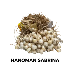 Variates Hanoman Sabrina